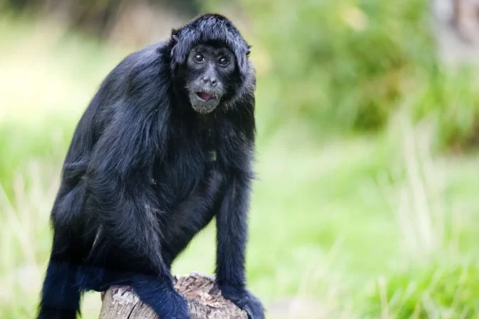 Colombia’s New Spider Monkey Reserve