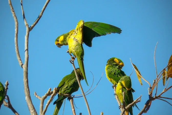 Preserving Paradise: New Protection for Colombia’s Enigmatic Yellow-eared parrot