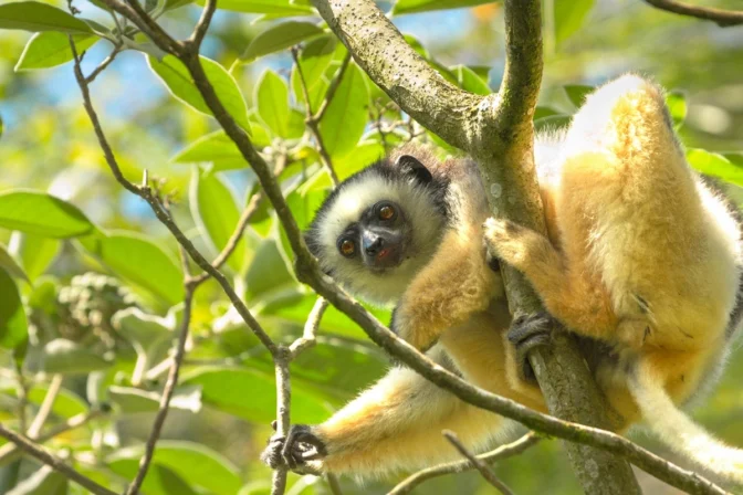 Conservation Action Grant protecting Diademed sifakas in Central Madagascar